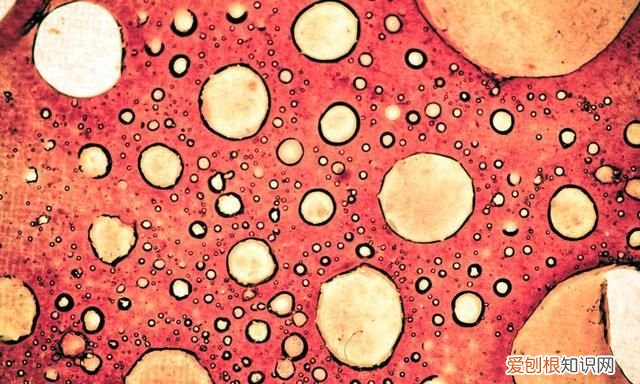 一个癌细胞的形成需要多久