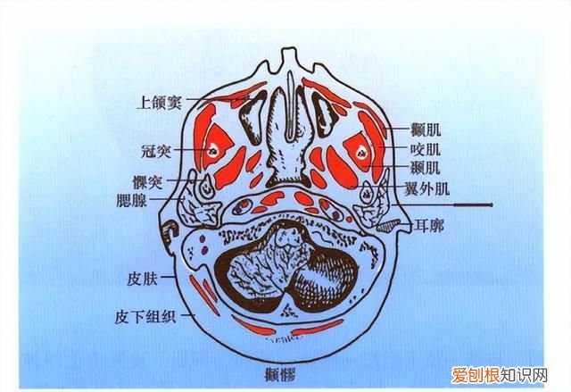 手太阳小肠经循行路线图讲解