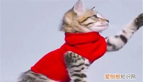 如何做袜子猫，小猫衣服制作过程图解一步一步的