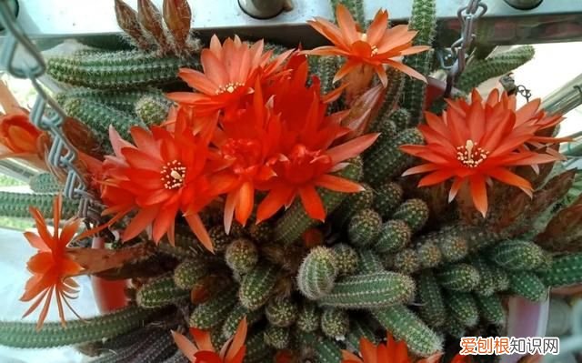 这4种花随便一养就爆盆