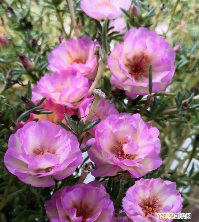 这4种花随便一养就爆盆