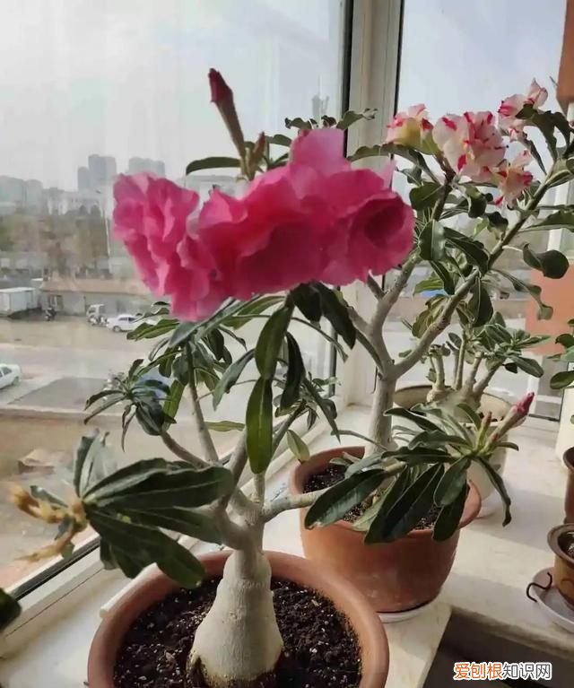 这4种花随便一养就爆盆