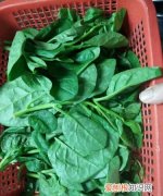 豆妃是什么蔬菜，豆妃在北方叫什么菜