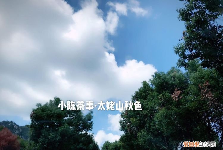 白茶的药用价值在哪里,白茶的功效及口感