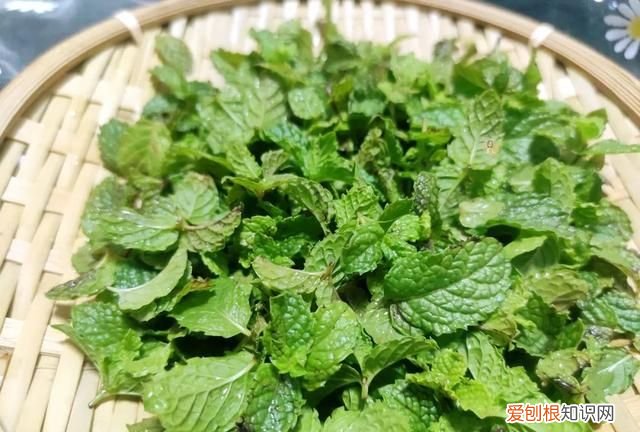 薄荷茶的正确制作和保存