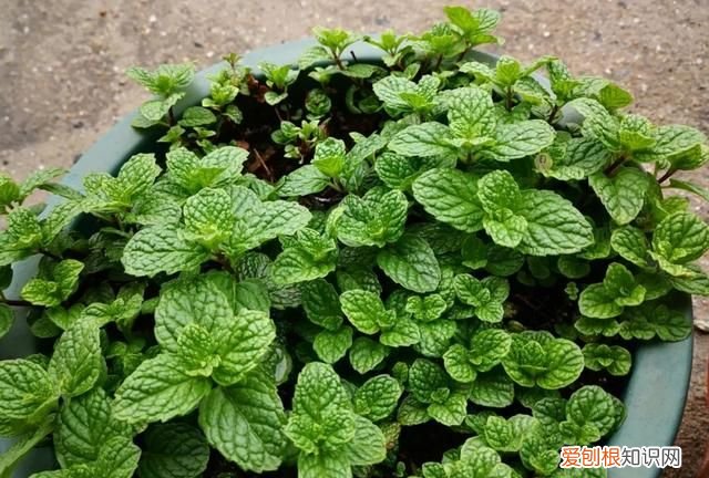 薄荷茶的正确制作和保存