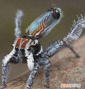 蜘蛛为什么不是昆虫，蜘蛛蝎子苍蝇蜈蚣谁是昆虫