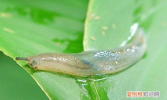 蛞蝓怎么读，两男一女的字怎么拼？