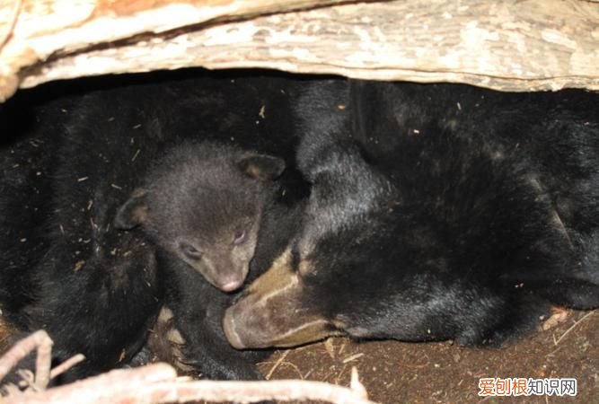 熊是冬眠动物吗，乌龟和熊是冬眠动物吗？