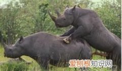 犀牛的繁殖方式，大象自然繁殖方式