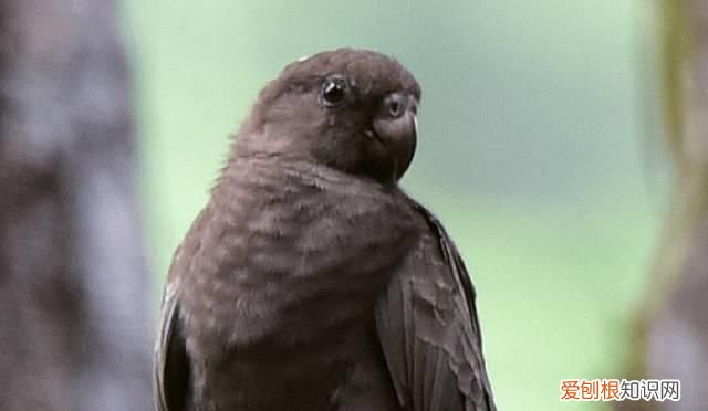 塞舌尔最后的伊甸园,塞舌尔地球上最后的伊甸园