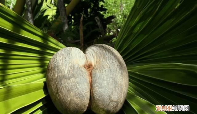 塞舌尔最后的伊甸园,塞舌尔地球上最后的伊甸园