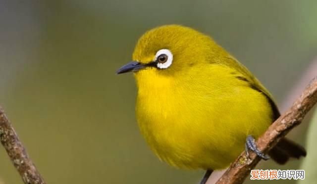 塞舌尔最后的伊甸园,塞舌尔地球上最后的伊甸园