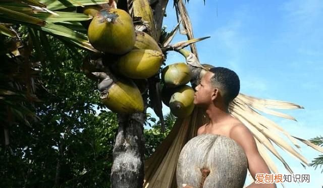 塞舌尔最后的伊甸园,塞舌尔地球上最后的伊甸园