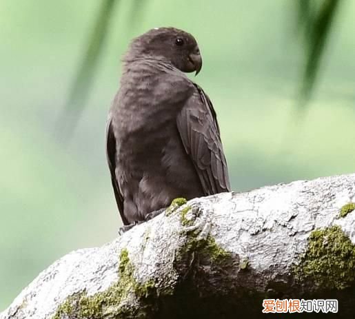 塞舌尔最后的伊甸园,塞舌尔地球上最后的伊甸园