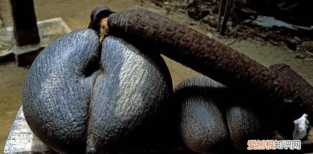 塞舌尔最后的伊甸园,塞舌尔地球上最后的伊甸园