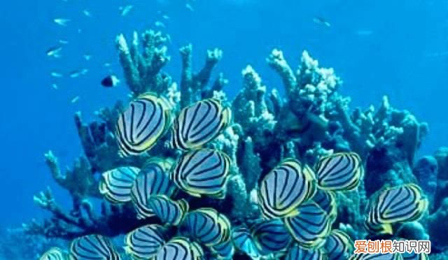 塞舌尔最后的伊甸园,塞舌尔地球上最后的伊甸园