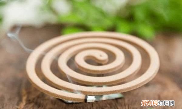 蚊子为什么不怕苍蝇,蚊子跟苍蝇最怕什么