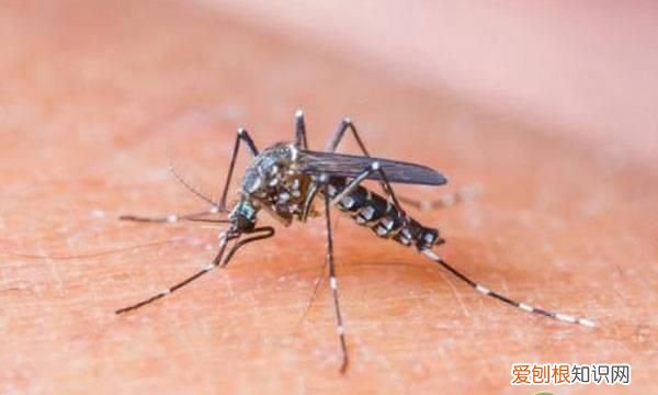 蚊子为什么不怕苍蝇,蚊子跟苍蝇最怕什么