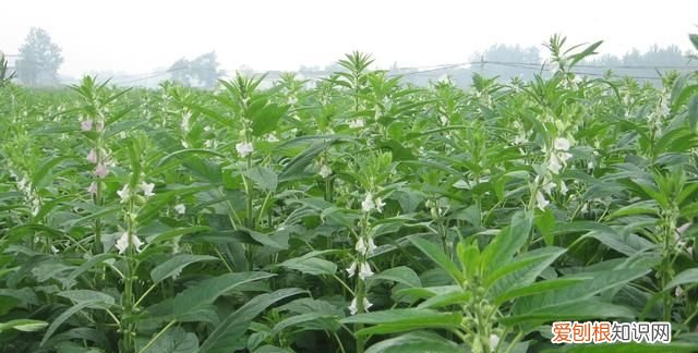 纯芝麻香油和小磨香油有何区别，小磨香油与芝麻香油的区别