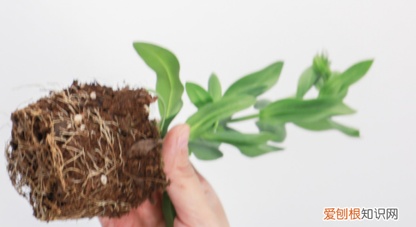 白色的洋桔梗花语是什么，白色洋桔梗花的花语是什么意思