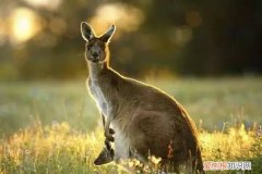 袋鼠的生活特征和生活方式，动物有趣的特点和生活方式