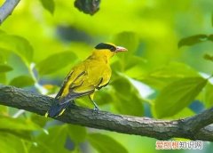 阴阴夏木啭黄鹂的上一句是什么