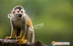 洞幽察微是什么生肖