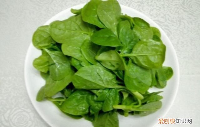 常见的蔬菜，市场上常见的蔬菜有哪些