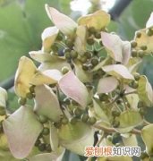 梧桐子是谁的珍宝，从探春住处看他的性格