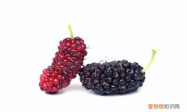 二斤桑葚需要多少冰糖泡酒,1斤桑葚需要放多少冰糖泡酒