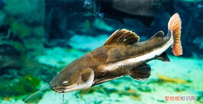 钳鱼是海鱼还是淡水鱼,梭边鱼是海鱼还是河鱼