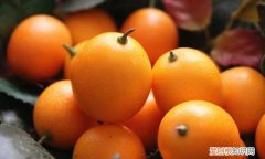 金桔最简单的吃法，金桔的最简单吃法