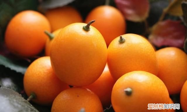 金桔最简单的吃法，金桔的最简单吃法