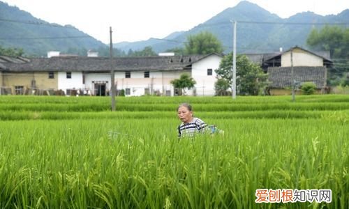 一水护田将绿绕的下一句，一水护田将绿绕这样的诗句有哪些？