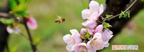 桃花花期一般在几月份