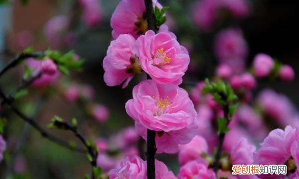 桃花花期一般在几月份