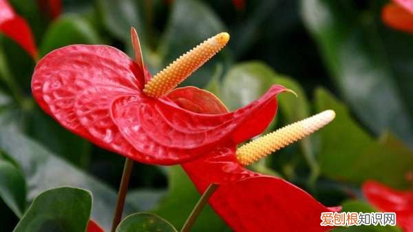 红掌开花期间用什么肥，红掌用什么肥料叶子又大又厚又绿