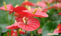 红掌开花期间用什么肥，红掌用什么肥料叶子又大又厚又绿