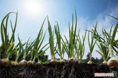 常见的地下茎可分为哪四类，地上茎薄荷的地上茎可分为哪几种