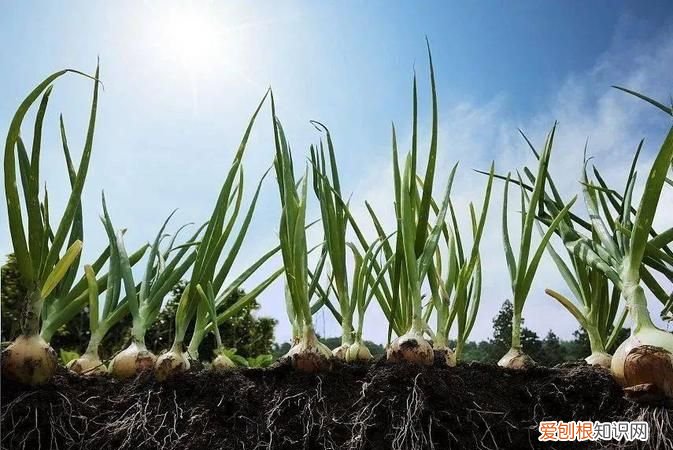 常见的地下茎可分为哪四类，地上茎薄荷的地上茎可分为哪几种