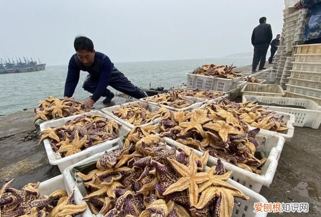 为什么海星很少人吃，为什么海星不能吃