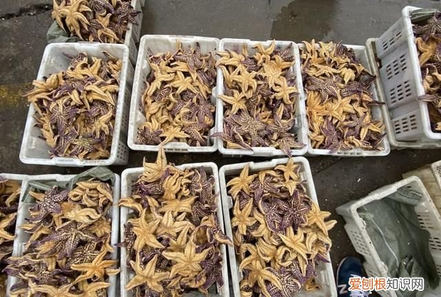 为什么海星很少人吃，为什么海星不能吃