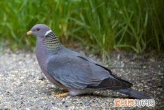 鸽子属于什么类，黄鹂鸟乌鸦鸽子都是属于什么鸟