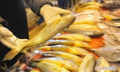 一条一斤的黄鱼多少钱,一条一斤半黄鱼多少钱