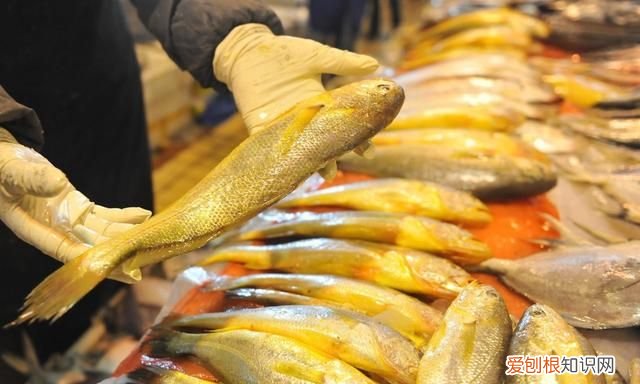 一条一斤的黄鱼多少钱,一条一斤半黄鱼多少钱