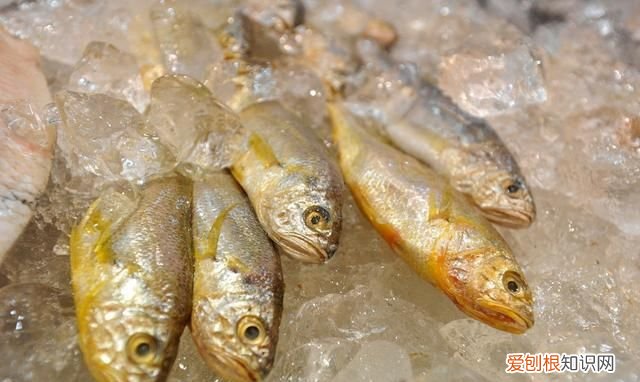 一条一斤的黄鱼多少钱,一条一斤半黄鱼多少钱