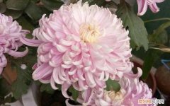 被称为菊月的月份是，被称为何月的月份是什么？