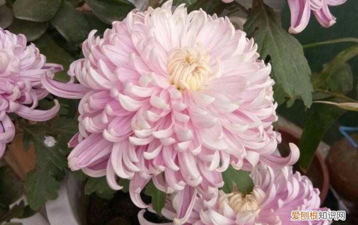 被称为菊月的月份是，被称为何月的月份是什么？