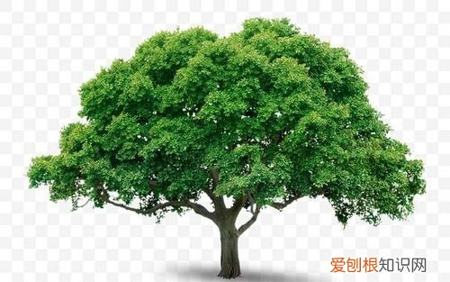 大树的由来，花辞树的由来及含义